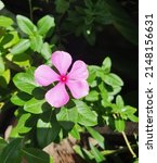 Catharanthus Roseus  Commonly...