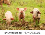 Three Little Piglets In Nature