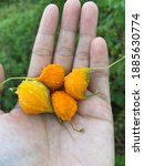 Small photo of Momordica balsamina is a perennial plant that comes from Africa. Momordica balsamine has many benefits as a medicinal plant and as a food ingredient.