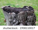 Up Close Detailed Tree Stump