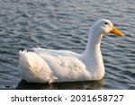 White Duck With Yellow Beak