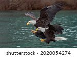Bald Eagles Usa Birds Nature...