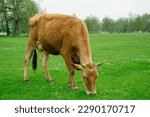 Brown cow grazing in the meadow. Group of cows or cattle are prepared for sacrifices on Eid al-Adha or Eid al-qurban. Bos taurus. Farm life concept idea. Selective focus