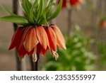 Small photo of Orange flowers of the royal grouse in spring garden. Fritillaria imperialis or crown imperial. Close-up an orange Kaiser's crown. Orange Flowering Imperial Fritillary. Floral background. Summer flower