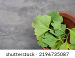 Small photo of Ginkgo biloba leaves on grey background. Traditional, herbal medicine and Homeopathy concept.