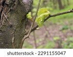 Small photo of buds on a branch a bud, a bud, a bud, a bud, a baby