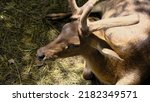 Close Up Of A Rusa Deer Lying...