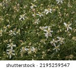 Small photo of Closeup view of fresh white flowers and buds of clematis flammula aka fragrant virgin's bower growing in the wild near Iskanderkul, Tajikistan