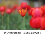 A Flower Bed Of Red Tulip...