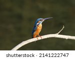 View Of Eurasian Kingfisher...