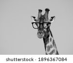Giraffe With Glasses  Black And ...