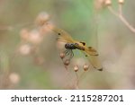 Small photo of Beautiful dragonfly Neurothemis phylis like butter fly
