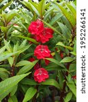 Small photo of Photo of Impatiens balsamine soaked in the rain. Water henna is a plant that is native to South and Southeast Asia but was introduced to America in the 19th century.