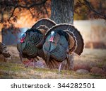 Two male turkeys strutting on...