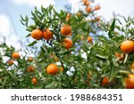 healthy, fresh and ripe mandarins on a mandarin tree in Adelaide, South Australia