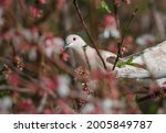 White Doves  Eurasian Collared...