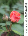 Pink And Red Color Hybrid Tea...