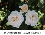 Cream and white color Floribunda Rose Marie Antoinette flowers in a garden in July 2021. Idea for postcards, greetings, invitations, posters, wedding and Birthday decoration, background 