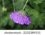 Small photo of Blue color Geranium Hybridum Rozanne flowers in a garden after the rain in July 2021. Idea for postcards, greetings, invitations, posters, wedding and Birthday decoration, background