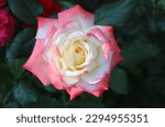 Small photo of White with raspberry and pink color border Hybrid Tea Rose Imperatrice Farah flowers in a garden in July 2022