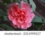 Salmon and pink color Large Flowered Climber Rose Alibaba flowers in a garden in July 2022