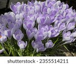 Small photo of Blue and violet color Crocuses Vanguard flower in a garden in April 2023