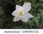 Small photo of White and cream color Narcissus Toto flowers in a garden in May 2023