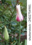 Small photo of Red and white color Lilyflowering Tulips (Tulipa) Marilyn flower in a garden in May 2023