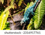 chameleon with rolling eyes in a terrarium close-up