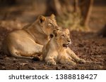 Asiatic lion in the nature habitat in Gir forest. Very rare animal species. Gir National Park in India, Gujarat. Panthera leo persica.