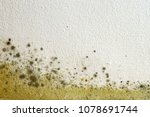 Mold On The Wall