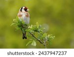 A goldfinch  carduelis...