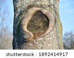 Tree Bark Showing Curious Knot...