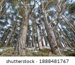 Snow And Scots Pine Trees In...