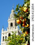 Small photo of Tree branches full of ripe oranges in front of the Giralda in Seville, Andalusia, Spain