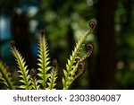 Small photo of Tall skinny Fiddle dock common sword fern fanning out and curling fronds Dixie silverback fern unfurling light green leaves with dark curled heads in spiral in shady greenhouse at botanical gardens