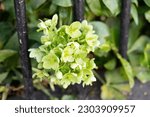 Small photo of Corsican Hellebore livid fragrant flowering light pale green blooming flower blossoms plant bunch sticking through metal bars of fence gate 5 petals all greenish stamen pollen pavement