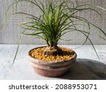 Beaucarnea recurvata or elephant's foot or ponytail palm bonsai