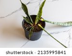 Sanseveria snake rotten plant in a pot