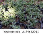 Delosperma Echinatum Seedlings...