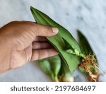 Propagating snake plant by a single leaf holding in hand with selective focus