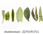 Different varieties of snake plant leaves on white background high angle view