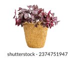 Purple Shamrock or false Shamrock in a wicker basket planter pot