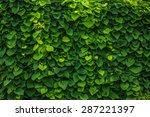 Green Wall Nature Plants...