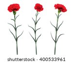 Carnations Flowers Isolated On...