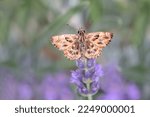 Small photo of a pretty butterfly called grisette