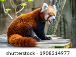 Small photo of Red Pandas May Induce Cuteness Overload