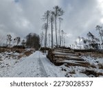 wood industry cut wood in winter time. Piles of logs. The consequences of bark beetle calamity in Czech republic,Kurovcova kalamita Vysocina,destroyed woods,deforestation cinematic view