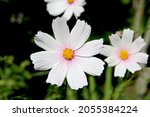 A White Cosmea Flower Against...