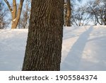 Tree trunk with blurry winter background, Sweden, January 2021.